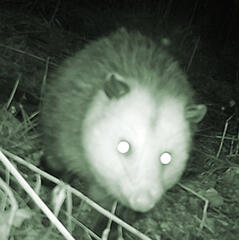 opossum / therian