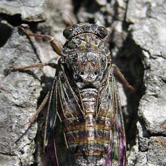 cicada / therian