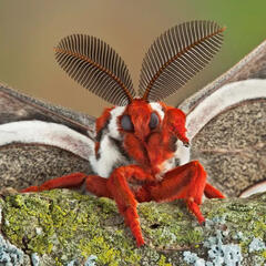 moth / therian