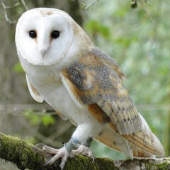 barn owl / therian