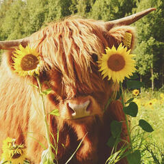 highland cattle / therian